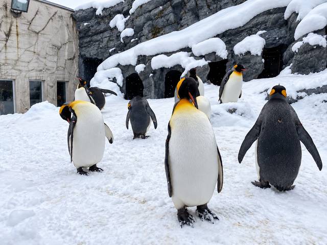Penguin di Zoo Asahiyama